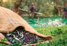 Δηλώσεις συγκομιδής ελαιοκάρπου Αρχική Σελίδα